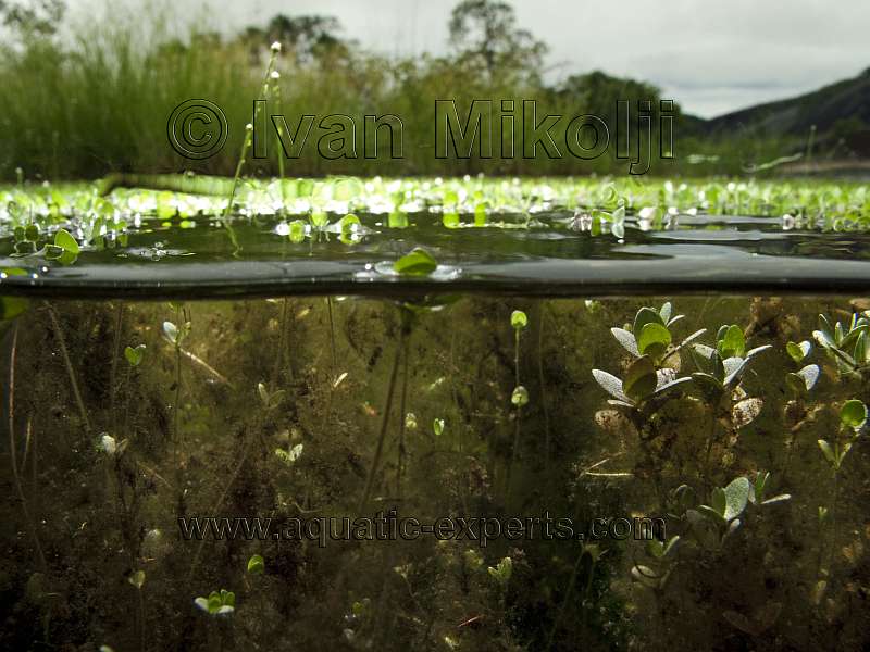 Utricularia